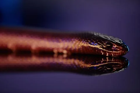 Front part of snake or adder with black eyes creeping over reflective surface 写真素材