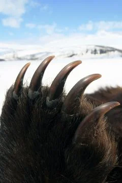 Front paw of a bear with long sharp claws, Siberia Stock Photos
