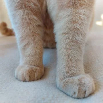 Front paws of a cat with soft beige fur Foto stock