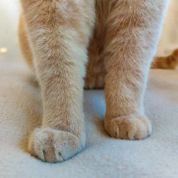 Front paws of a cat with soft beige fur Stock Photos