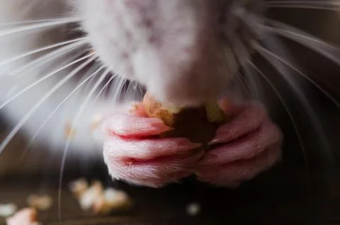 Front paws of a silver rat close-up. The rat holds food in its forepaws Stock Photos