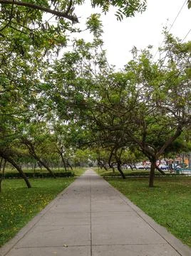 Front Perspective view of green trees around Stock Photos