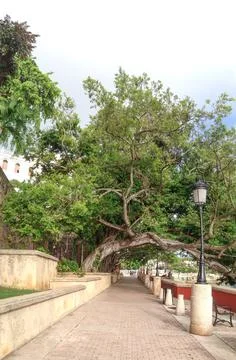 Front Perspective view of the path surrounded by trees Stock Photos