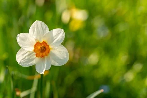 Front perspective of a white daffodil with a green bokeh Stock Photos