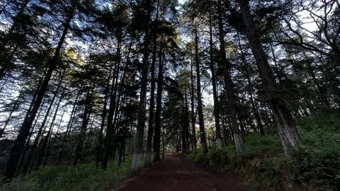 In front of the pine trees Stock Photos