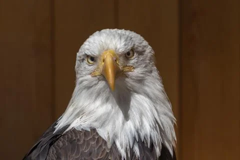 Front portrait of a bald eagle on a dark brown background. Both eyes are visi Foto stock