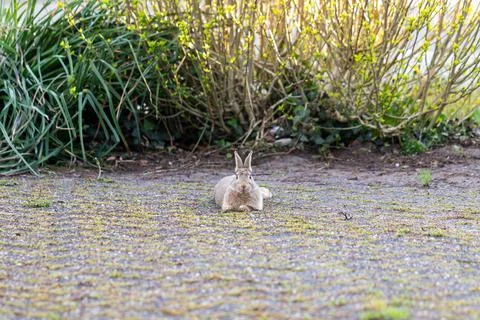 A front portrait of a cute wild rabbit or bunny lying still on a drive way,.. Stock Photos