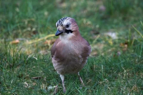 A front portrait of a Eurasian jay or garrulus glandarius bird searching th.. Stock Photos