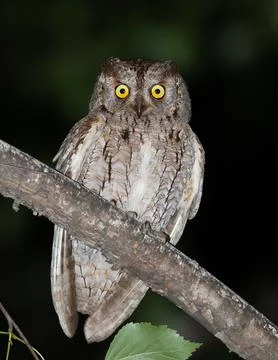 Front portrait of a Eurasian scops owl on a branch at night Stock Photos