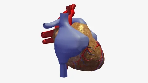 FRONT RIGHT VIEW OF HEART BEATING ANIMATION Video stock 73829578