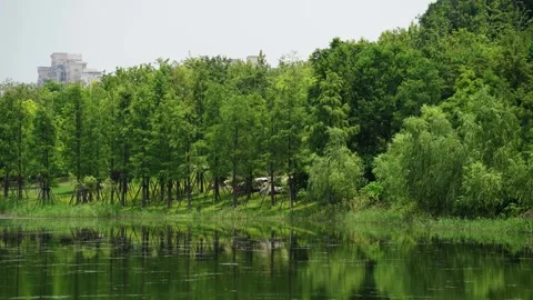 The front row trees beside a lake during the day (Shanghai, China in 4K).mp4 Stock Footage 342301568