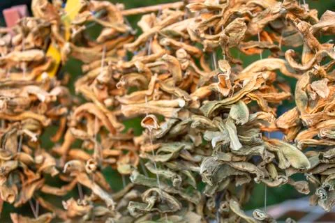 Front shoot of dried string beans hanged on rope at sunset time in Turkey Stock Photos