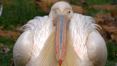 Front shoot from pelican head and beak Stock Footage 99259033