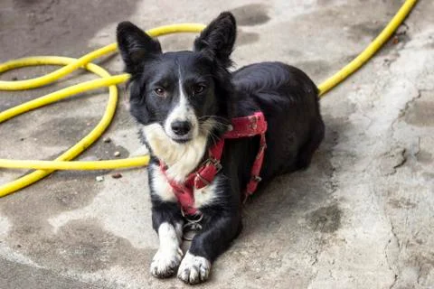 Front shoot of small black corgi dog at beautiful afternoon time Foto stock