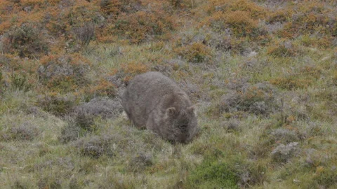 Front on shot of a common wombat grazing at cradle mt Stock Footage 172472794