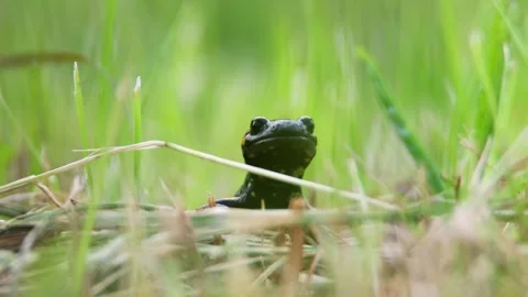 Front shot of fire salamander looking towards the camera Stock Footage 249549054