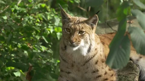 Front shot of Lynx relaxing on tree branch zoom in Stock Footage 43812588