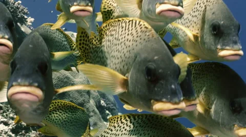 Front shot of massive school of tropical fishes, Red Sea Video stock 62932367