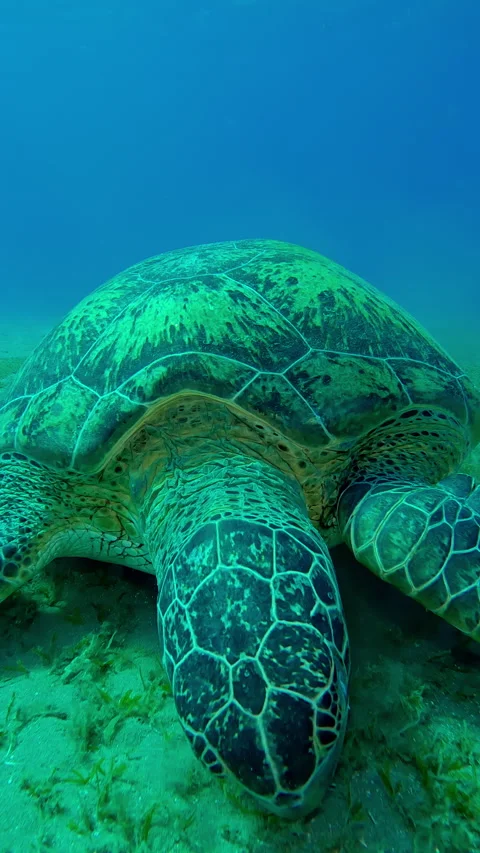 Front side, Close-up of Sea Turtle grazing on seagrass bed and chews algae Stock Footage 331807873