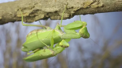 Front side of couple of praying mantis mating hanging under tree branch. The Stock Footage 243182734