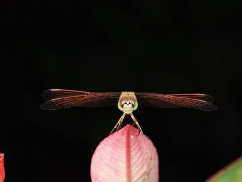 Front side of dragonfly rest on pink leaf and black background Stock Photos