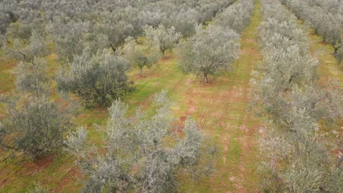 Front Side Flight Along Olive Rows Video stock 331715713