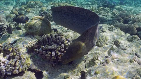 Front side of Giant moray floats on top of coral reef in sunrays Stock Footage 265009447