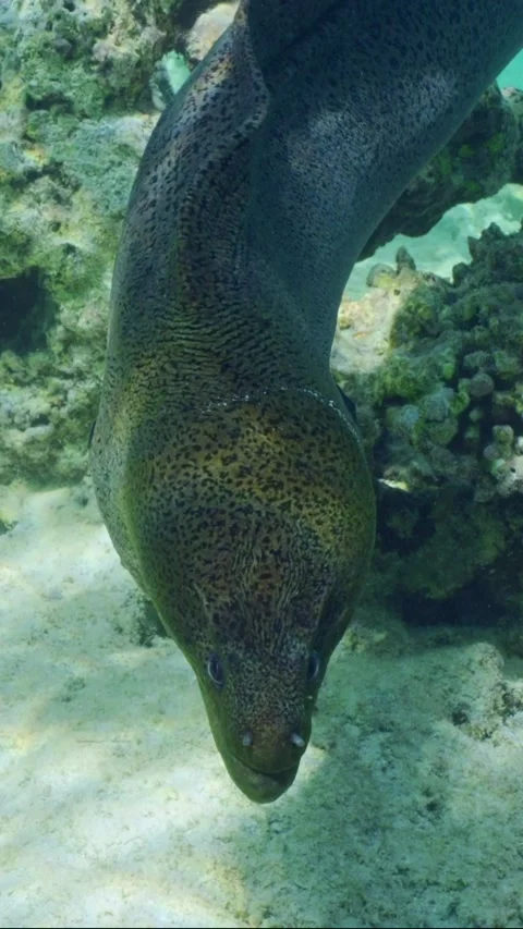 Front side, Giant moray swims among corals on top of shallow reef in sunburst Stock Footage 236696598