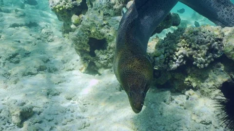 Front side, Giant moray swims among corals on top of shallow reef in sunburst Stock Footage 277943097