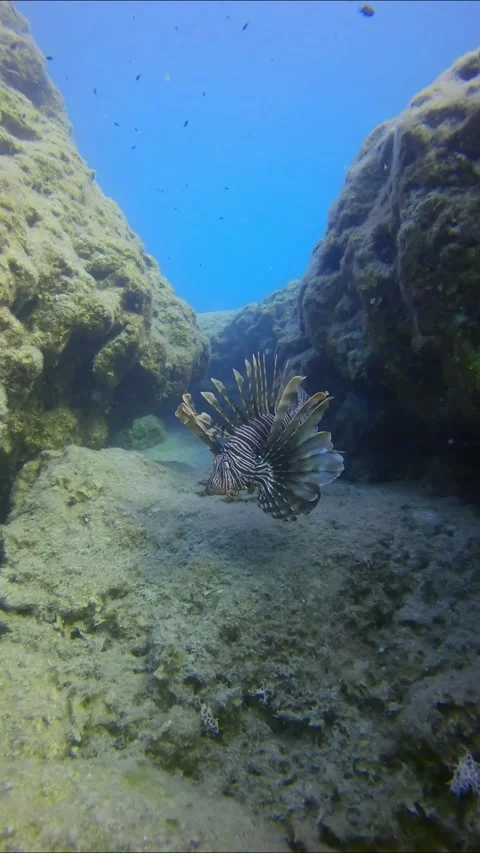 Front side of Lionfish swims between rocks, slow motion Stock Footage 255110861