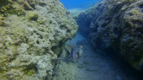 Front side of Lionfish swims between rocks, slow motion Stock Footage 255110867