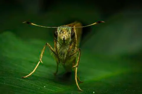 Front side of moth on green leaf Stock Photos