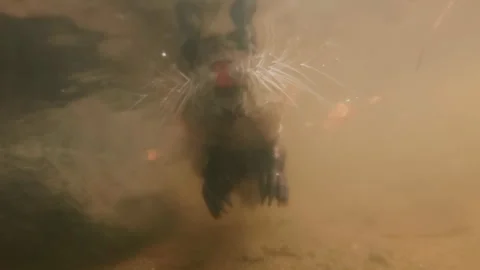 Front side of Nutria swimming on water chasing camera, Close-up Stock Footage 323234730