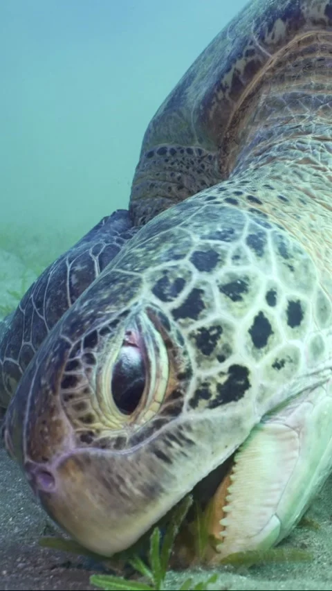 Front side of Sea Turtle chewing seaweed on seagrass meadow, Slow motion Stock Footage 233453903