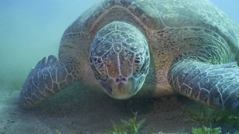 Front side of Sea Turtle chewing seaweed on seagrass meadow, Slow motion Stock Footage 237231655
