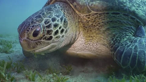 Front side of Sea Turtle chewing seaweed on seagrass meadow Stock Footage 247847723