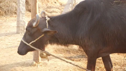 Front side view of black cow tied with a large rope Stock Footage 151837326