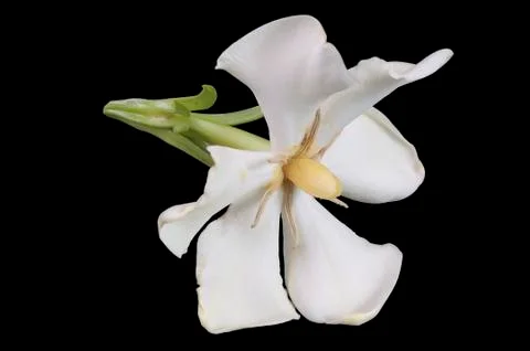 Front side view of Cape Jasmine Stock Photos