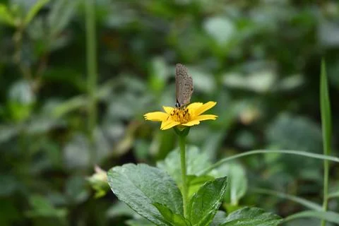 Front side view of a Plains Cupid butterfly trying to collect nectar Stock Photos