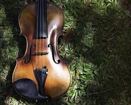 Front side of violin put at the left side of green grass ground floor Stock Photos