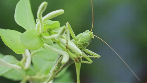 Front side of vivid green bush-cricket sits on honeysuckle blooms and looks at Stock Footage 340060684