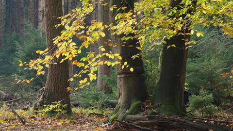 In front of some big trees, colored beech tree leaves at the forest at autumn Stock Footage 269133198