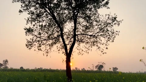In front of Sunset Tree Standing Tall Amidst Mustard Fields in Uttar Pradesh. Stock Footage 258816588