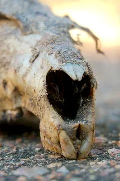 Front teeth and skull close up Foto stock