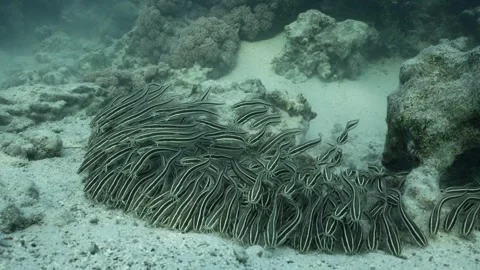 Front vew of shoal of Eel Catfish swimming over sea bottom, Slow motion Stock Footage 243445969
