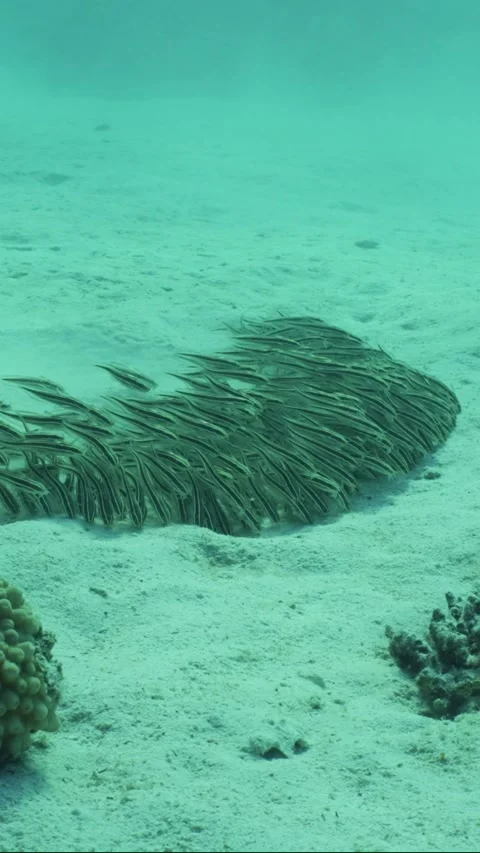 Front vew of shoal of Eel Catfish swims and feeds on seabed, Slow motion Stock Footage 246357217