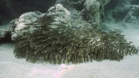 Front vew of shoal of Eel Catfish swim and feeds on seabed, Slow motion Stock Footage 247021213