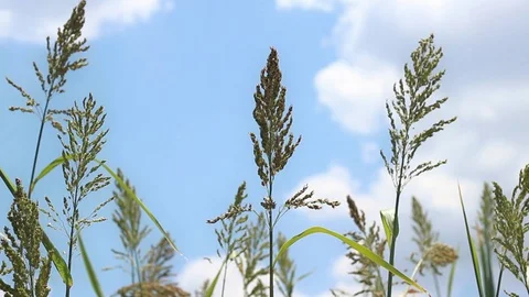 Front video shot of slow motion of wheat plants with blue background Stock Footage 92540081