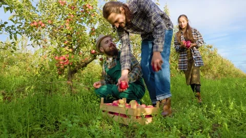 Front view 3 young farmers one squats pick apple from tree put box two more Stock Footage 298489639