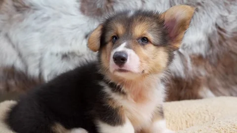 Front view adorable Corgi Pembroke Puppy looking at camera. Stockbeeldmateriaal 246463889